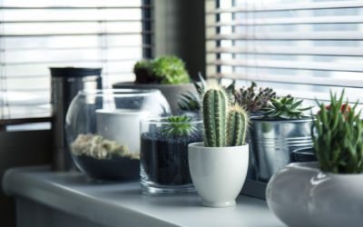 Qual os benefícios de usar plantas na sua decoração